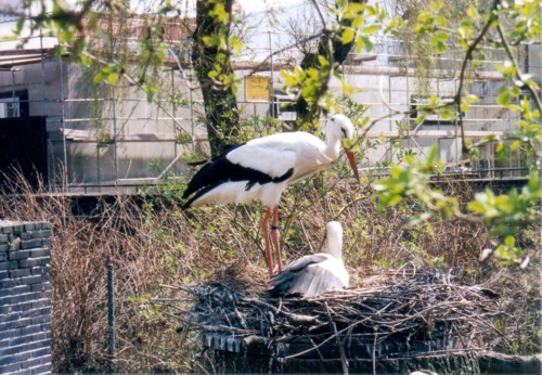 Storch