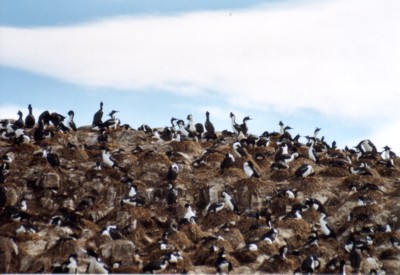 Kormoran-Siedlung (130 mm)