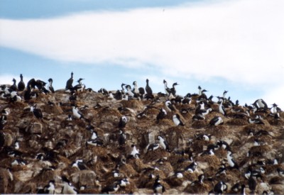 Kormoran-Siedlung (130 mm)