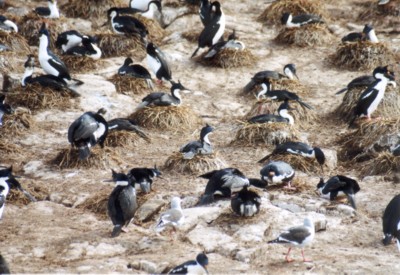 Kormoran-Siedlung (300 mm)