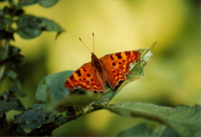 Schmetterling