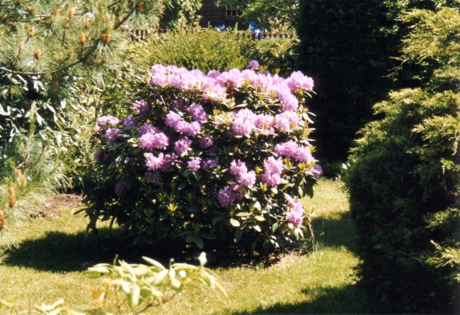 Rhododendron2005k